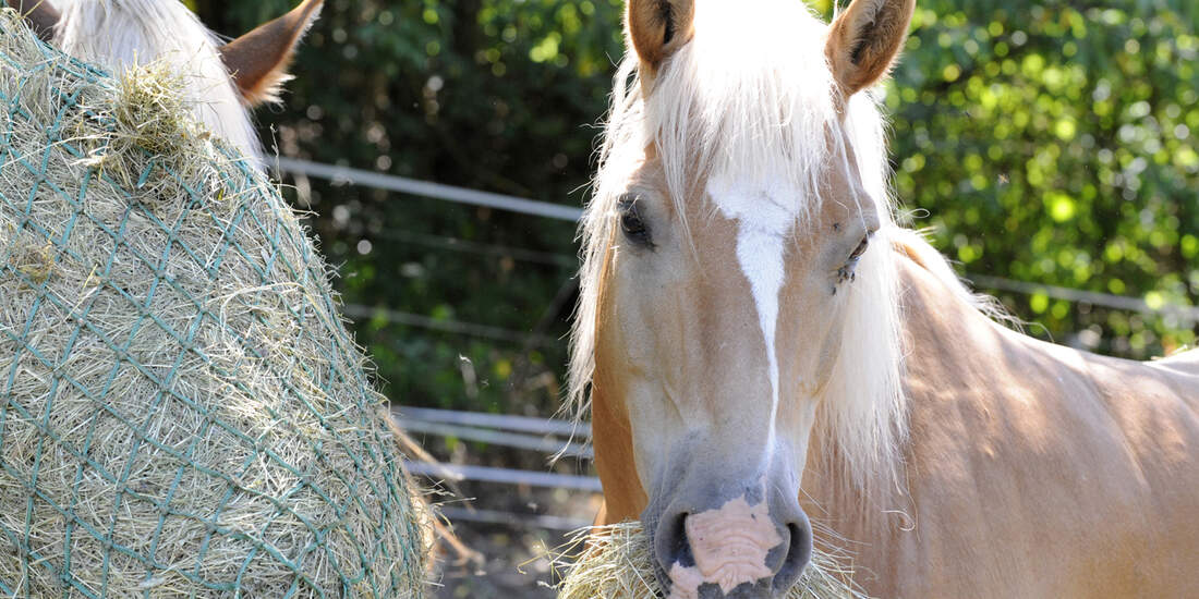7 Futter-Tipps für dicke Pferde - cavallo.de