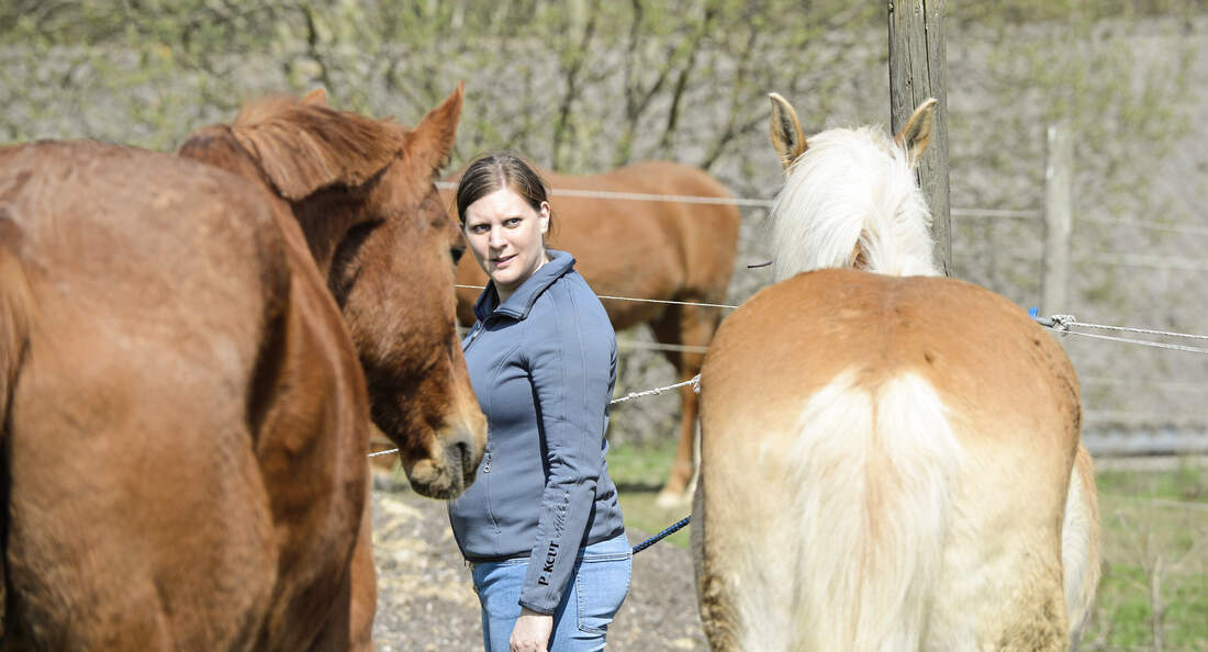 Cavallo anzeigen er sucht sie